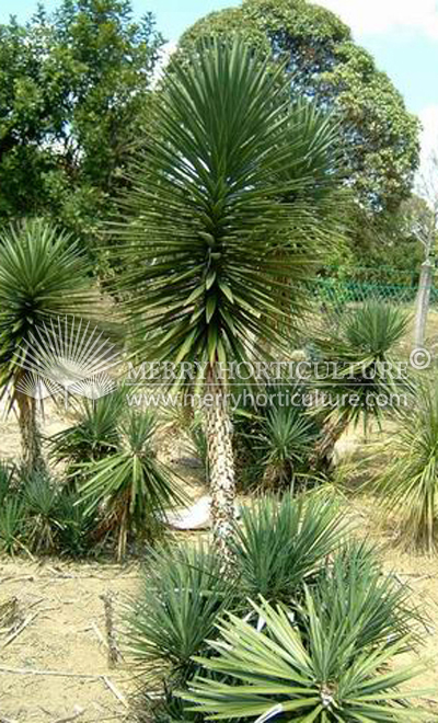 Yucca Rostrata